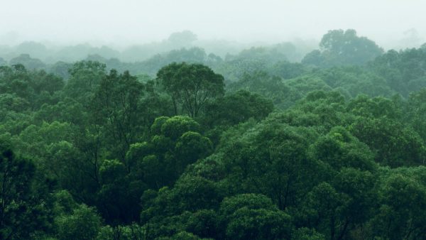 Why Tropical Forest Loss Has Doubled 